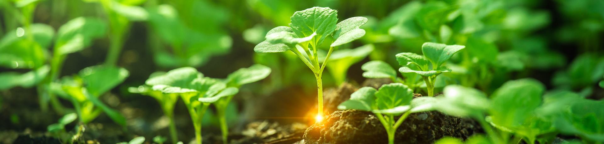 Você Sabe O Que é Sustentabilidade Empresarial Jrm Coaching